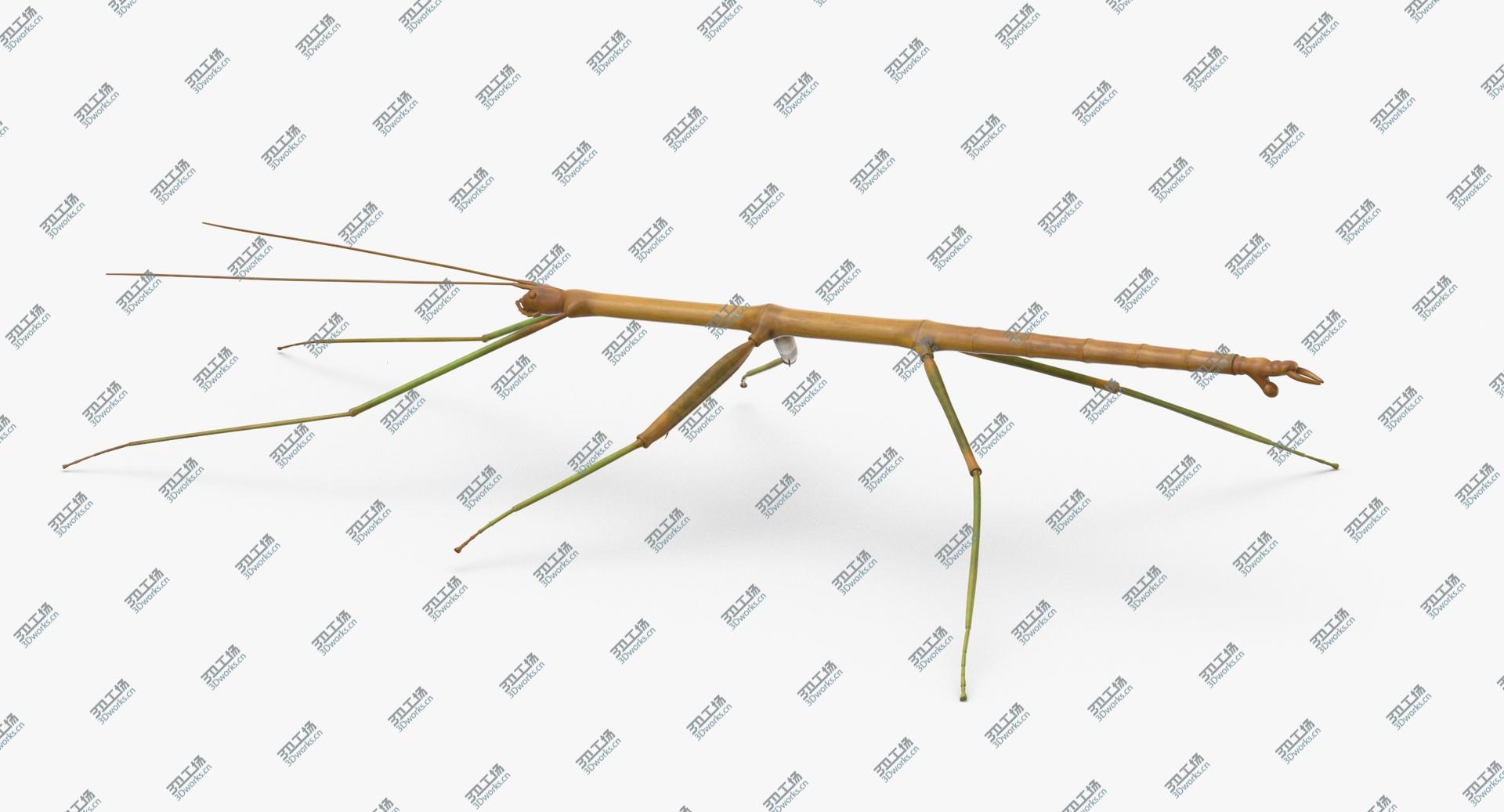 images/goods_img/2021040235/Walkingstick Rigged 3D/3.jpg